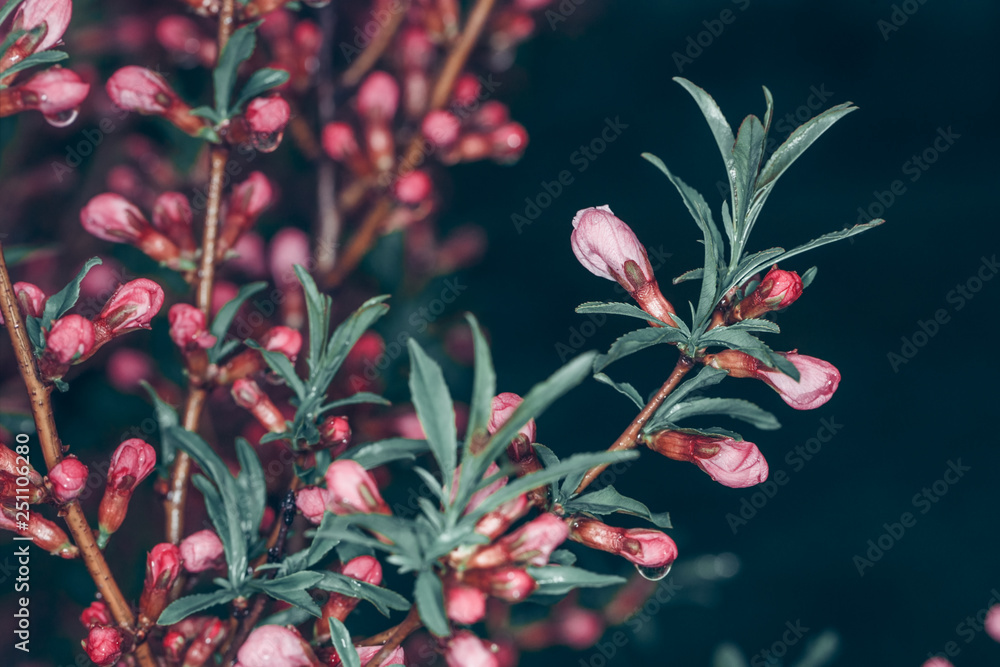 Many flowers on tree branch in nature. Delicate Pink Cherry Blossoms against dark background. Selective focus. Many flowers on tree branch in nature. Delicate Pink Cherry Blossoms against dark background. Selective focus.