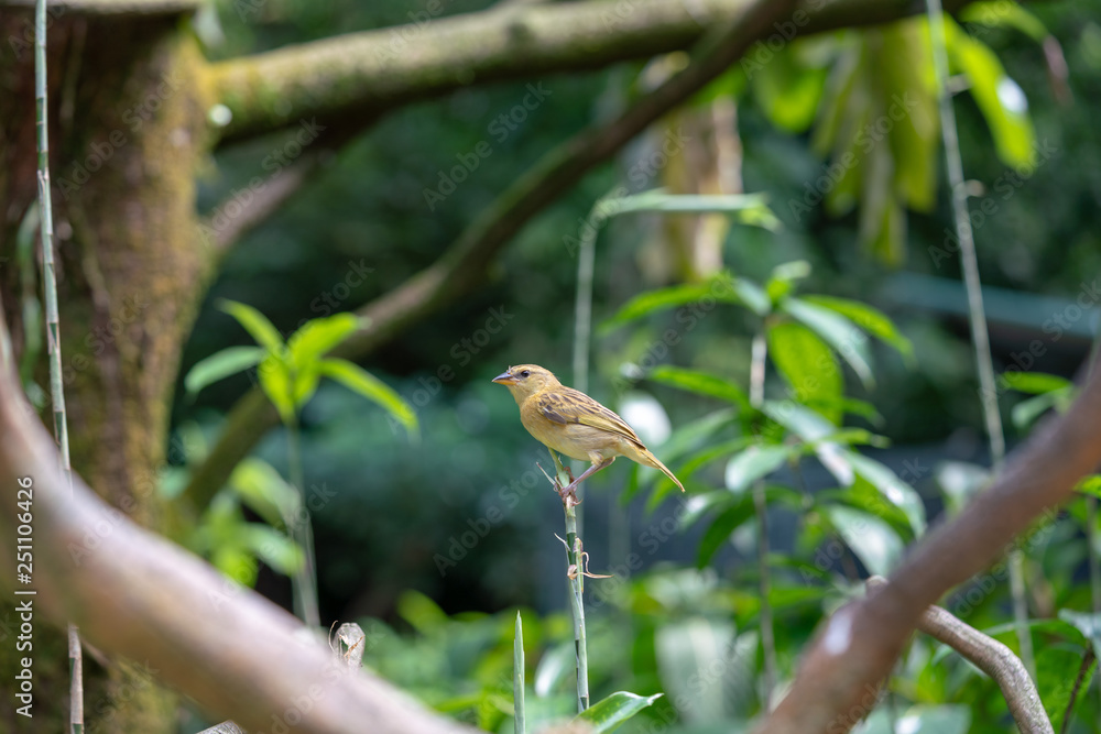 black faced bunting black faced bunting