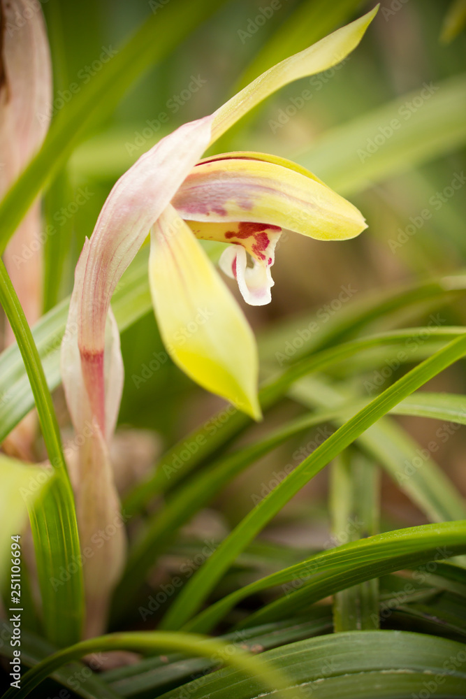 Fototapeta premium シュンラン