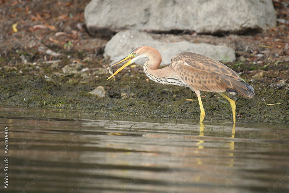 Fototapeta premium Purple heron (Ardea purpurea) 