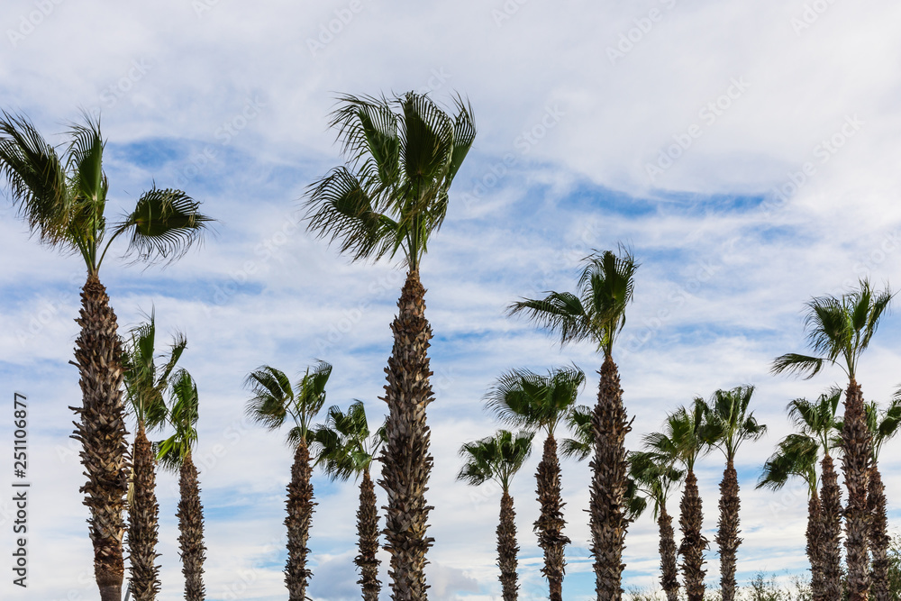 Obraz premium tall palm trees 