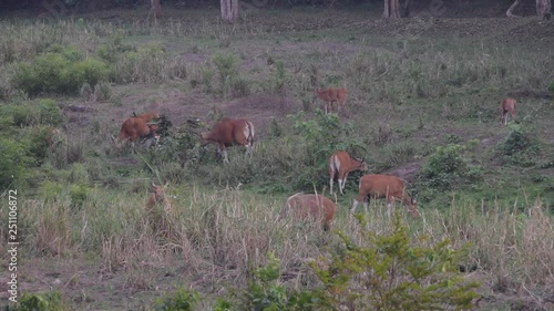 Banteng, Bos javanicus ,The wild animal feed in the forest photo