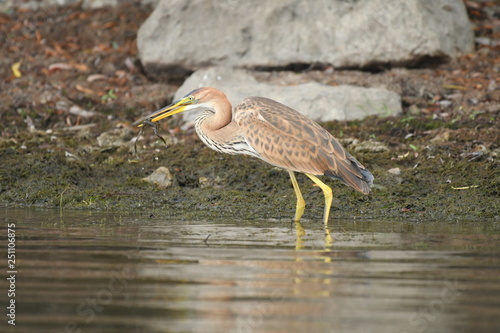 Purple heron (Ardea purpurea) 