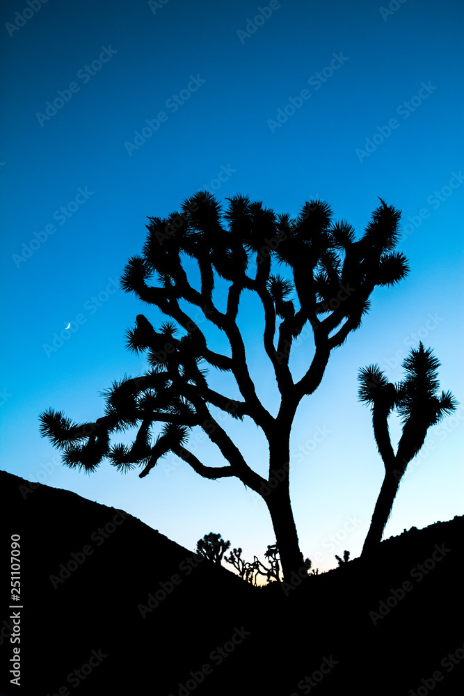Joshua Tree Silhouette With Colorful Blue Stylized Sunset Stock Photo