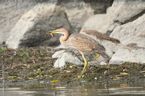 Purple heron (Ardea purpurea) 