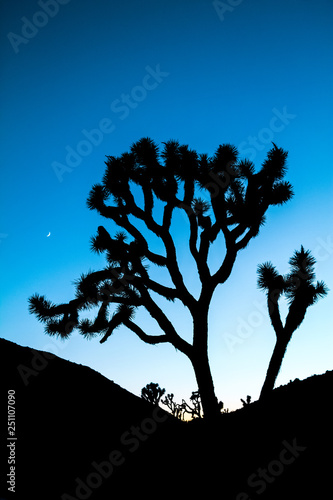 Joshua Tree Silhouette with Colorful Blue Stylized Sunset