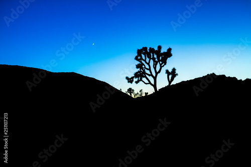 Joshua Tree Silhouette Landscape with Colorful Light Blue Stylized Sunset
