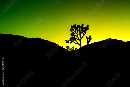 Joshua Tree Silhouette Landscape with Colorful Yellow Stylized Sunset