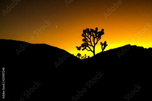 Joshua Tree Silhouette Landscape with Colorful Orange Stylized Sunset