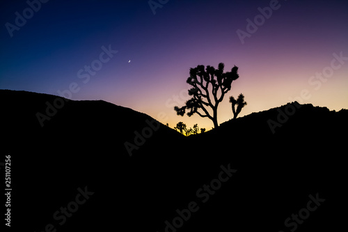 Joshua Tree Silhouette Landscape with Colorful Purple Stylized Sunset
