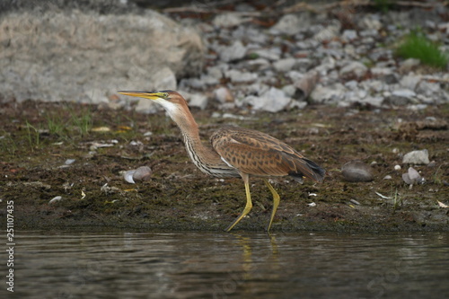 Purple heron (Ardea purpurea) 