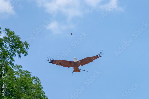 brahminy kite flying