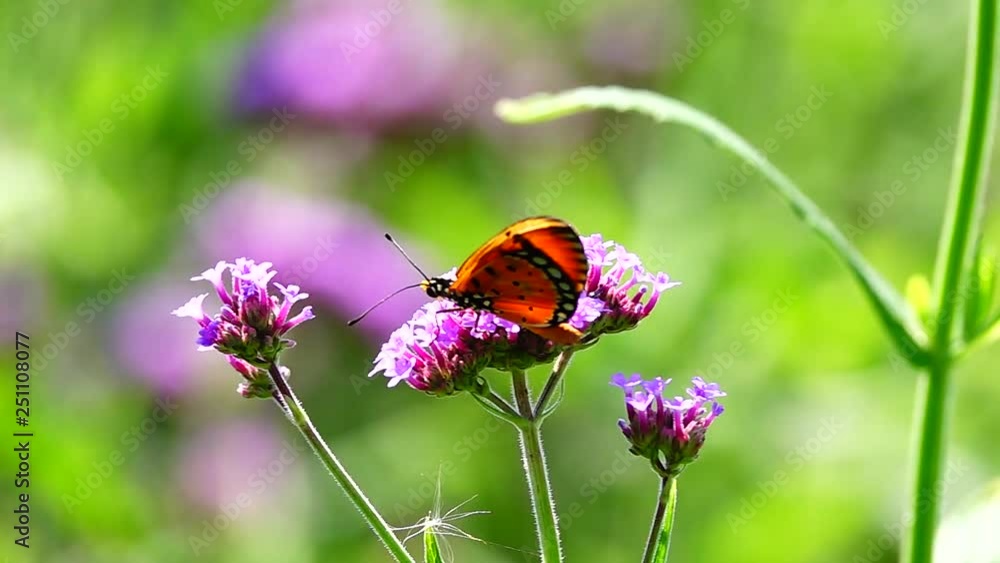 HD 1080p super slow Thai butterfly in pasture flowers Insect outdoor nature