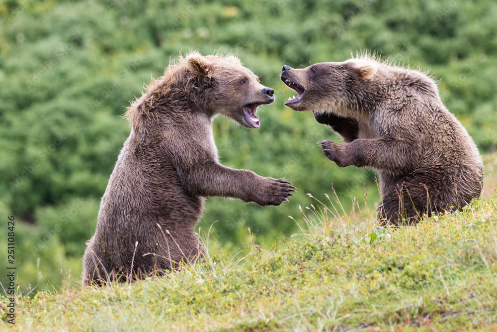Fototapeta premium Bear cubs fighting