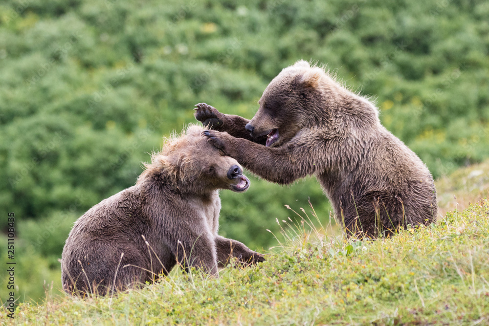 Fototapeta premium Bear cubs fighting
