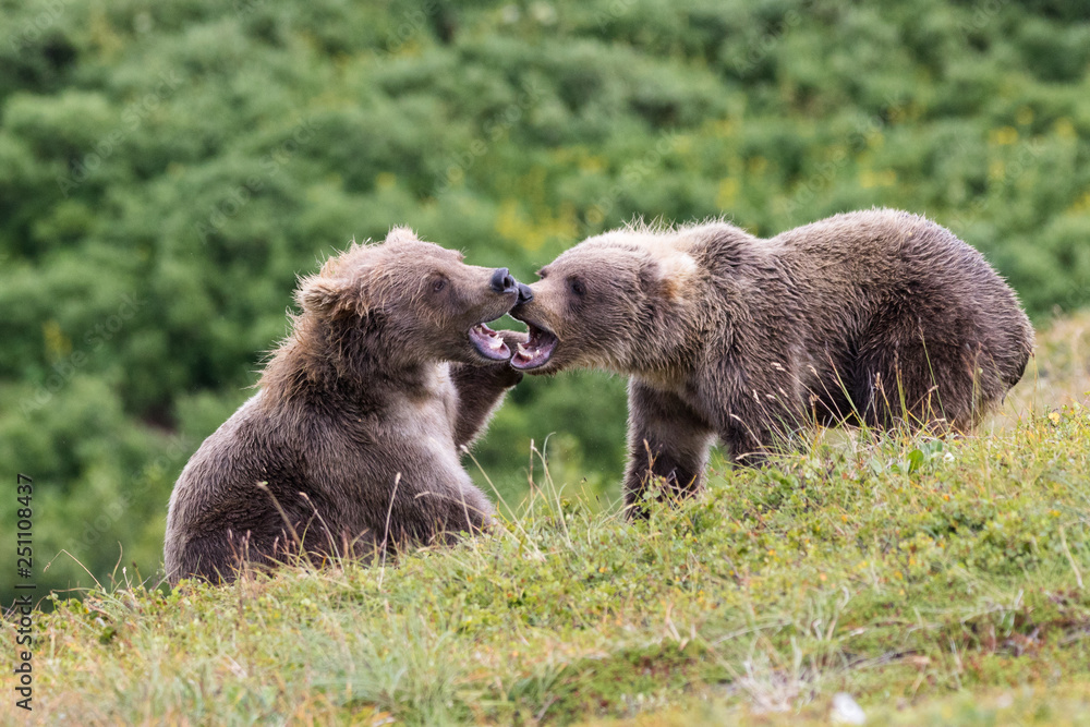 Obraz premium Bear cubs fighting