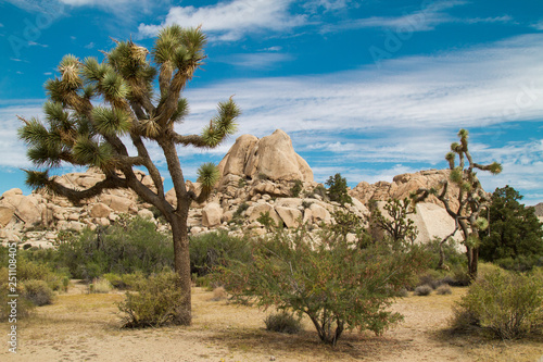 Joshua Tree Rocky Desert Landscape