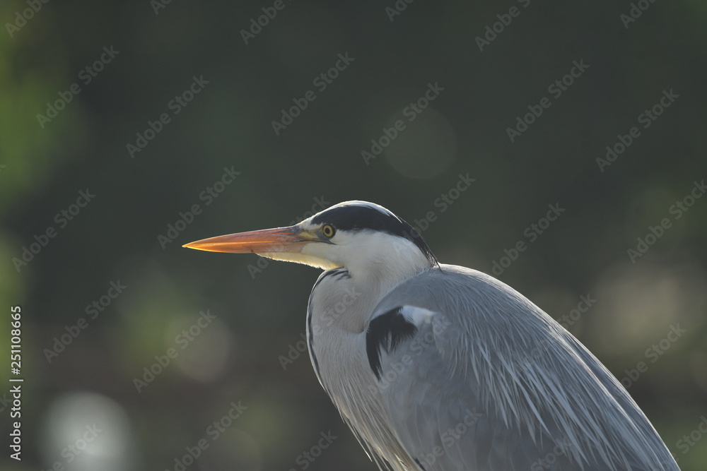 Grey HeroGrey Heron (Ardea cinerea) n (Ardea cinerea) 