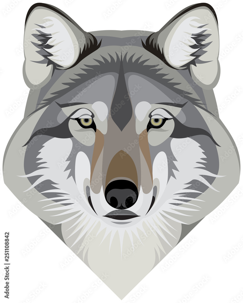 Wolf head face, the gray wolf (Canis lupus) also known as the timber wolf or western wolf mascot vector illustration isolated on a white background