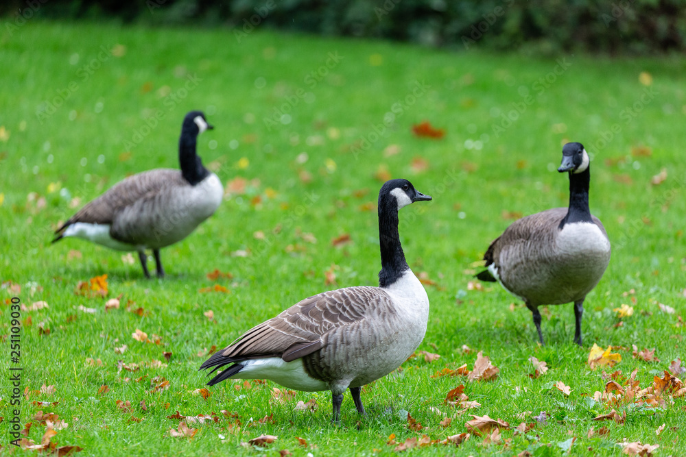Canadian geese on grass field Canadian geese on grass field
