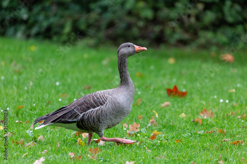 Goose on grass field