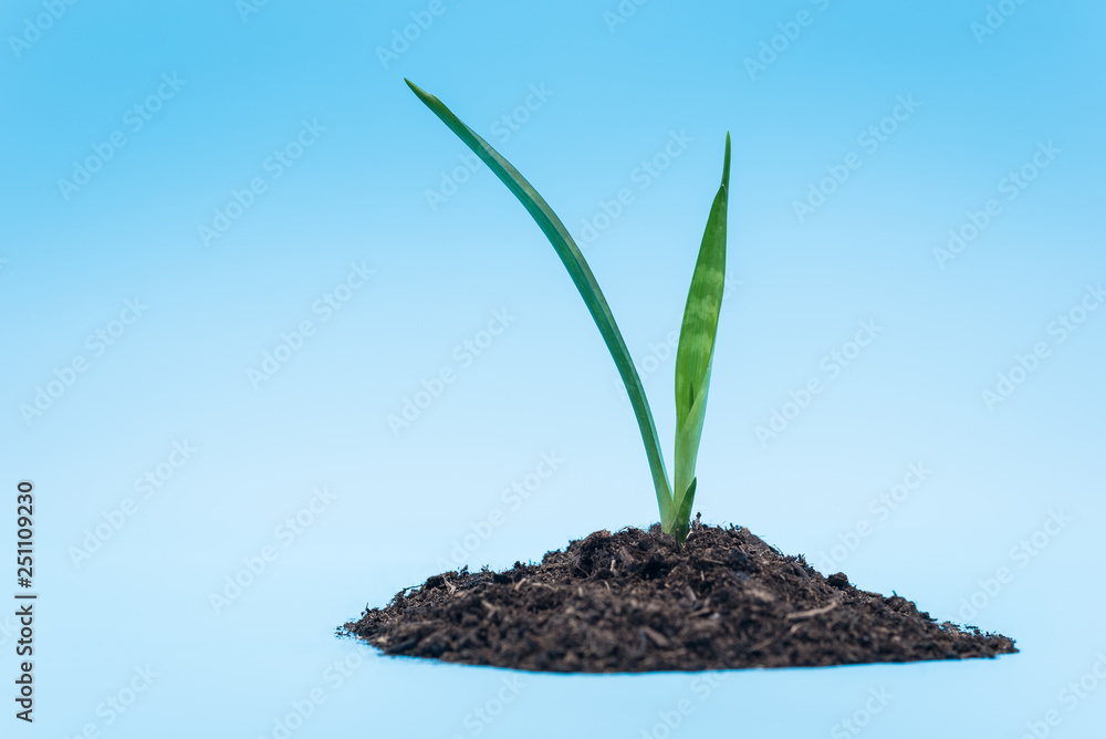 isolated plant and soil with blue background isolated plant and soil with blue background