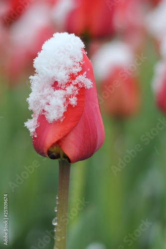 Tulip in snow