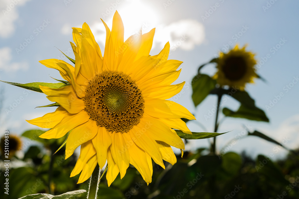 Fototapeta premium blooming sunflower in the sun