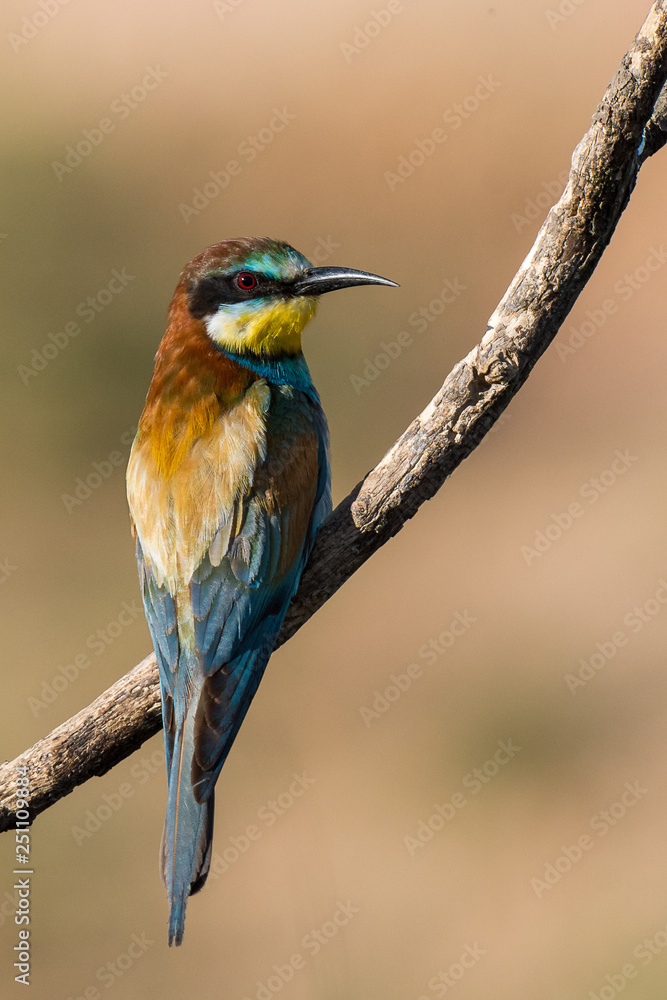 Eurasian Bee-Eater sitting on a branch with beautiful light