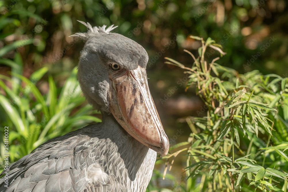 Obraz premium African Shoebill, Balaeniceps rex, also known as Whalehead or Shoe-billed Stork