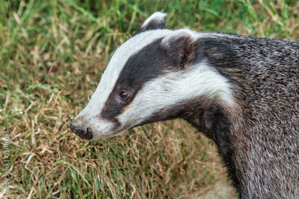 close up profile portrait of a badger taken in daylight, showing just the head and shoulders it faces to the left close up profile portrait of a badger taken in daylight, showing just the head and shoulders it faces to the left