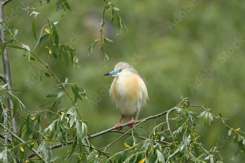 Squacco Heron (Ardeola ralloides) 