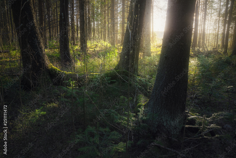 coniferous forest in spring coniferous forest in spring