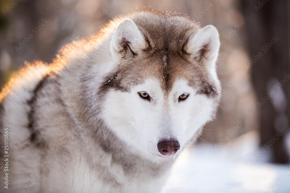 Cute, serious and free Siberian Husky dog sitting on the snow path in the winter forest at sunset.