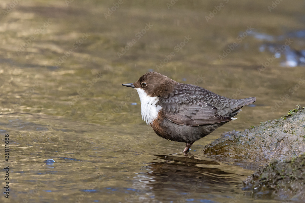 dipper sitting on a stone