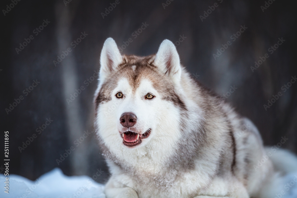 Beautiful, happy and free Siberian Husky dog lying on the snow path in the winter forest