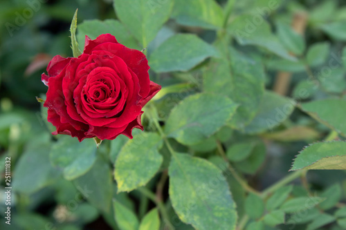 red rose in garden