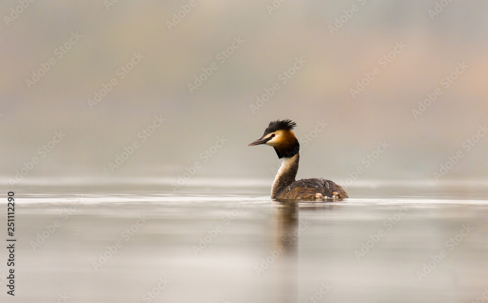 Obraz premium single great crested grebe