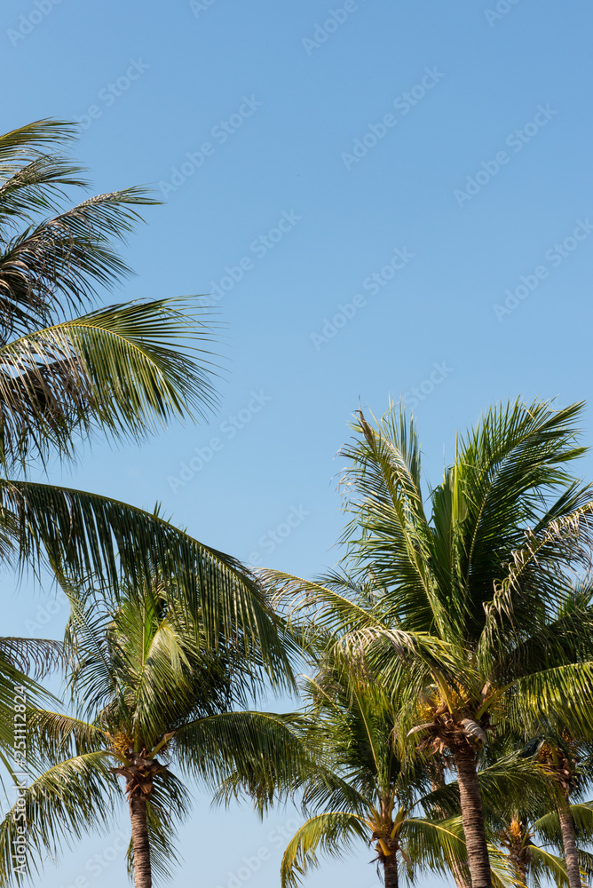 coconut palm trees against blue sky