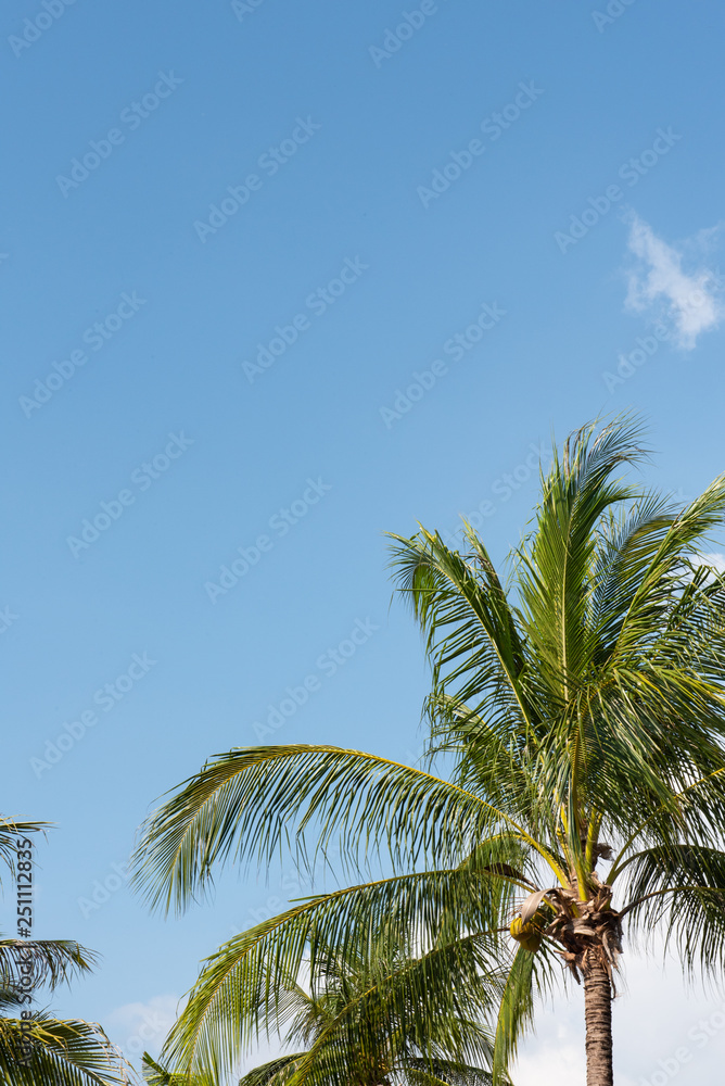 coconut palm trees against blue sky