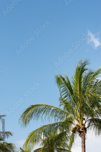 coconut palm trees against blue sky