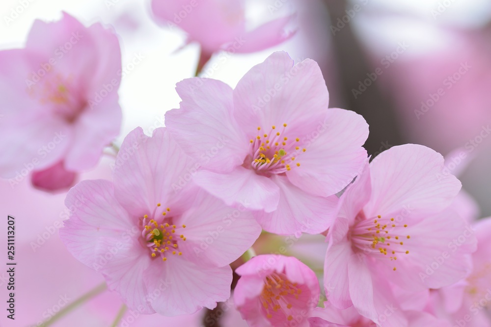Landscape of Pink Cherry blosoms in sunshine
