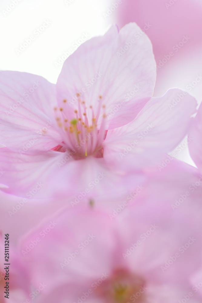 Landscape of Pink Cherry blosoms in sunshine Landscape of Pink Cherry blosoms in sunshine