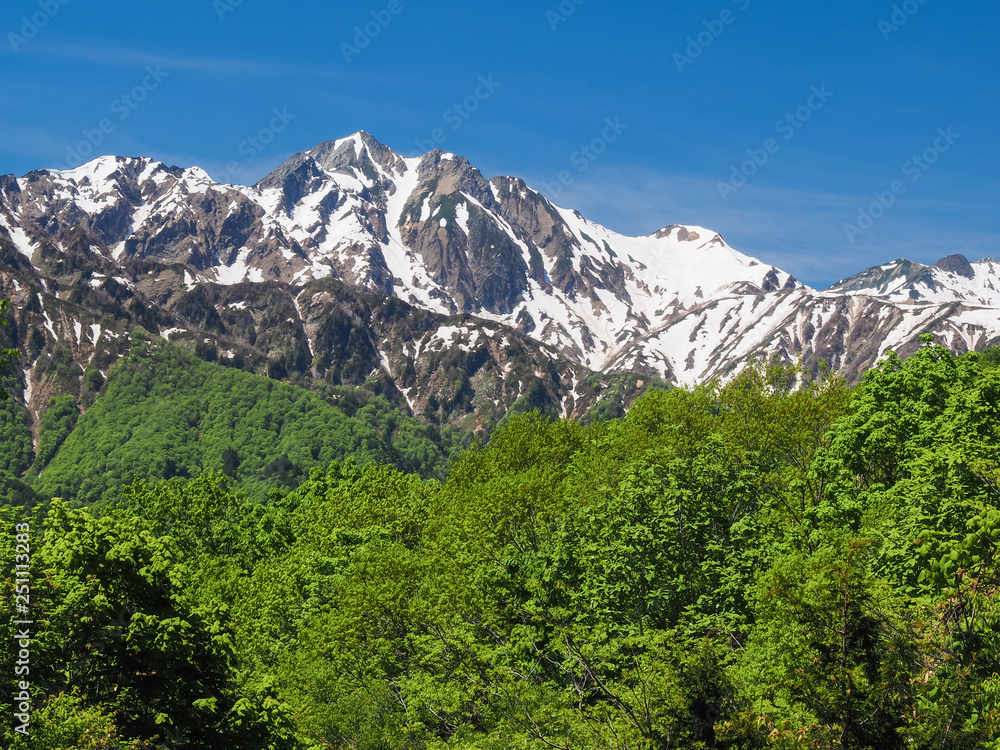Obraz premium 五竜岳・新緑