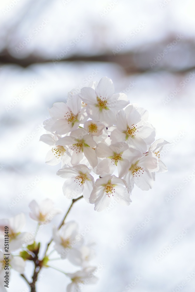 Landscape White Cherry Blossoms in Sunshine Landscape White Cherry Blossoms in Sunshine