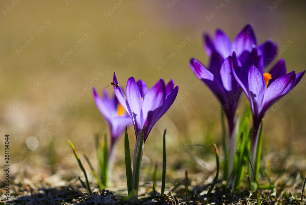 Crocus (plural: crocuses or croci) is a genus of flowering plants in the iris family. Flowers close-up on a blurred natural background. The first spring flower in the garden