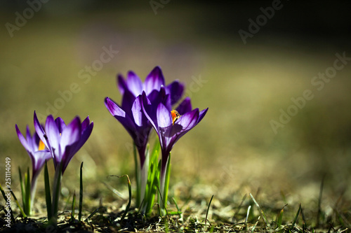 Crocus (plural: crocuses or croci) is a genus of flowering plants in the iris family. Flowers close-up on a blurred natural background. The first spring flower in the garden