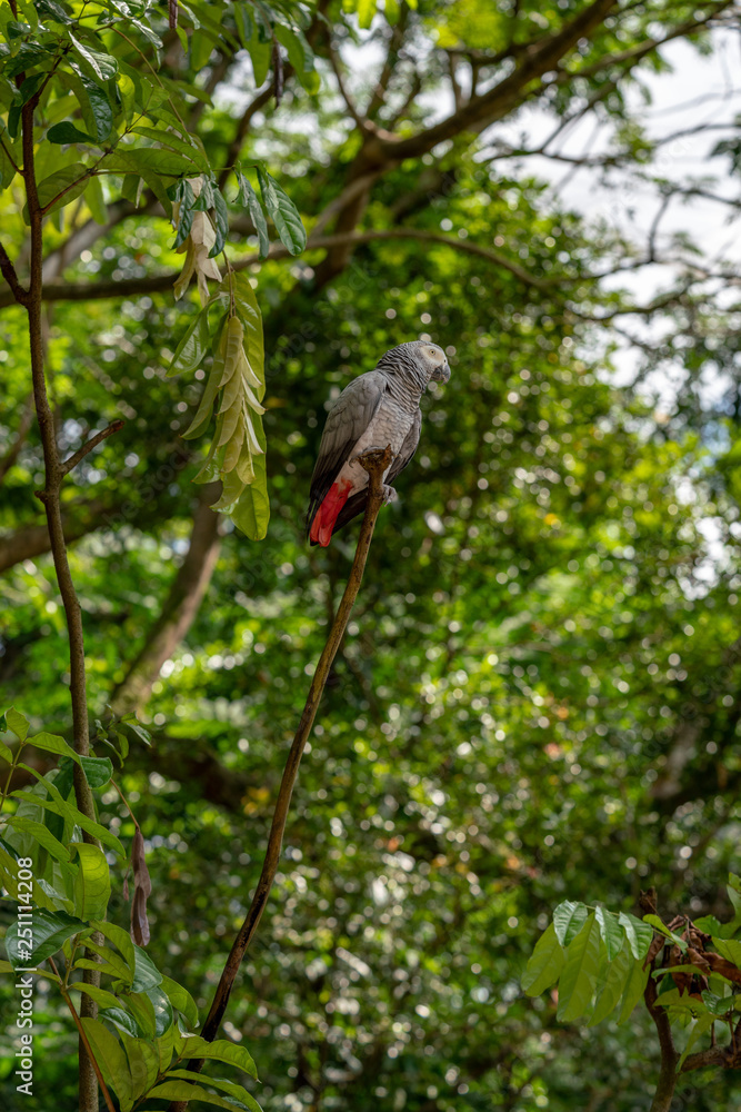 Fototapeta premium Gray parrot isolated