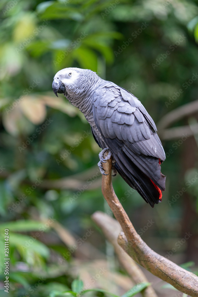 Obraz premium Gray parrot isolated