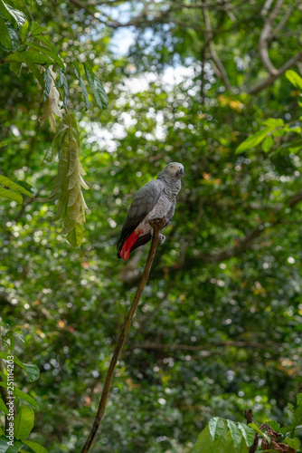 Gray parrot isolated